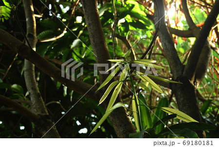 young mango leaf growth from trunk in garden 69180181