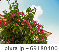 青空背景のブーゲンビリア 69180400