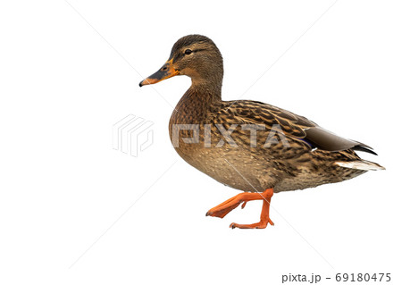 Mallard female walking isolated on white background. 69180475