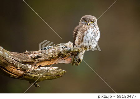 Concentrated little eurasian pygmy owl hunting from the lichen-covered old twig 69180477