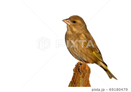 Female european greenfinch sitting on branch isolated on white background. 69180479