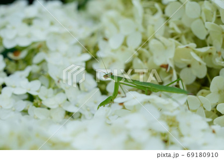 カマキリと紫陽花 カマキリと紫陽花 69180910