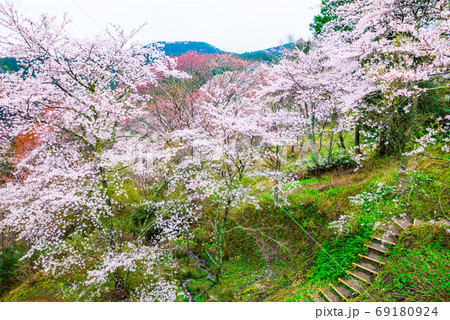 吉野山 下千本の桜 満開 春 (奈良県吉野郡吉野町) 2020年4月 吉野山 下千本の桜 満開 春 (奈良県吉野郡吉野町) 2020年4月 69180924