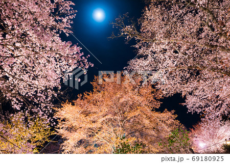 吉野山 下千本の夜桜ライトアップ 春 (奈良県吉野郡吉野町) 2020年4月 吉野山 下千本の夜桜ライトアップ 春 (奈良県吉野郡吉野町) 2020年4月 69180925