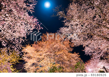 吉野山 下千本の夜桜ライトアップ 春 奈良県吉野郡吉野町 年4月の写真素材