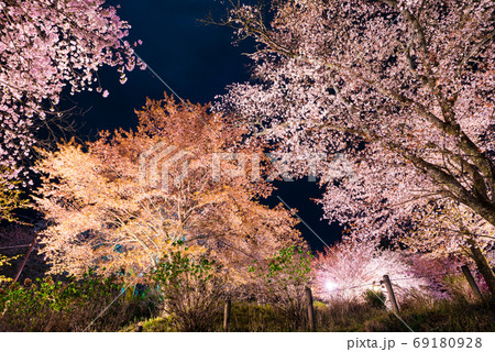 吉野山 下千本の夜桜ライトアップ 春 （奈良県吉野郡吉野町） 2020年4月の写真素材 [69180928] - PIXTA