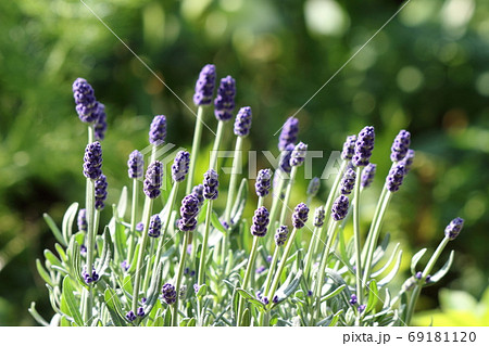 イングリッシュラベンダー 69181120