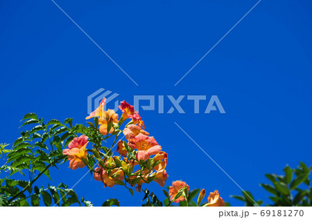 青空にノウゼンカズラの花 青空にノウゼンカズラの花 69181270