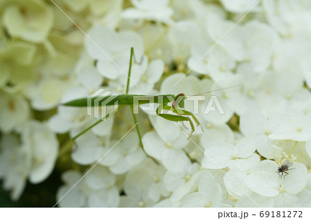 カマキリの捕食 カマキリの捕食 69181272