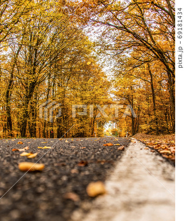 A winding road with loose fall leaves through autumn trees in germany rhineland palantino 69181434