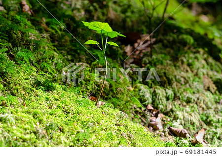 Young sycamore tree in the sunlight on a mossy forest floor. A sapling of Acer pseudoplatanus, a maple tree, native in Central Europe, growing between the moss. Close-up, macro photo. 69181445