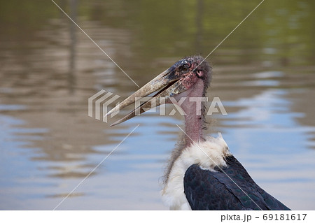 A Marabou Stork, Leptoptilos crumeniferus , bird near a swamp A Marabou Stork, Leptoptilos crumeniferus , bird near a swamp 69181617