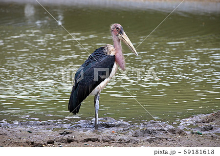 A Marabou Stork, Leptoptilos crumeniferus , bird near a swamp A Marabou Stork, Leptoptilos crumeniferus , bird near a swamp 69181618