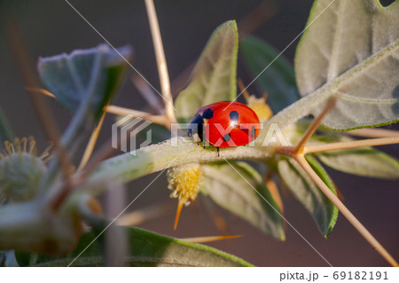 Lady Bug in Cactus Thorns Lady Bug in Cactus Thorns 69182191