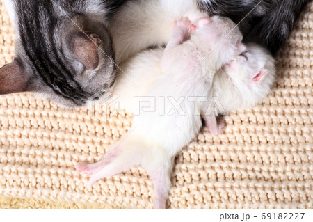 Very little kitten on the hand 69182227