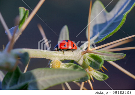 Lady Bug in Cactus Thorns 69182233