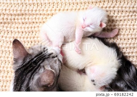 Very little kitten on the hand Very little kitten on the hand 69182242