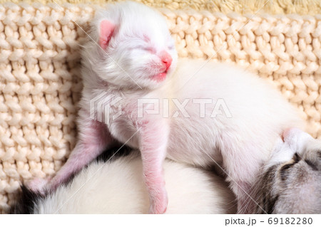 Very little kitten on the hand Very little kitten on the hand 69182280