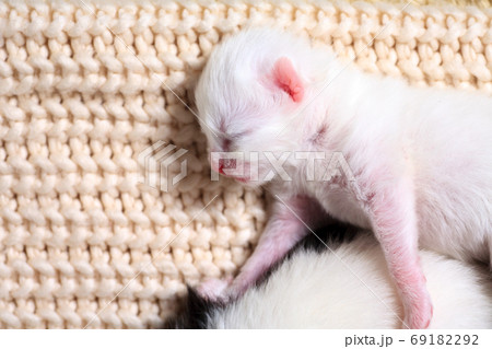 Very little kitten on the hand 69182292