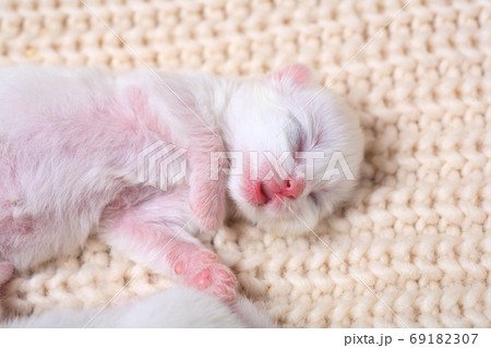 Very little kitten on the hand Very little kitten on the hand 69182307