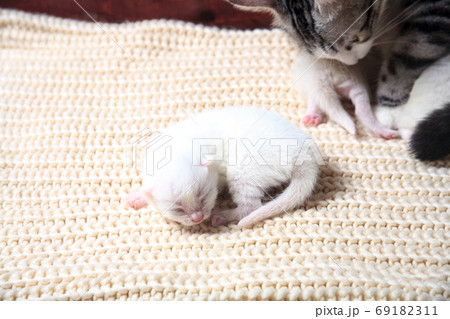 Very little kitten on the hand Very little kitten on the hand 69182311