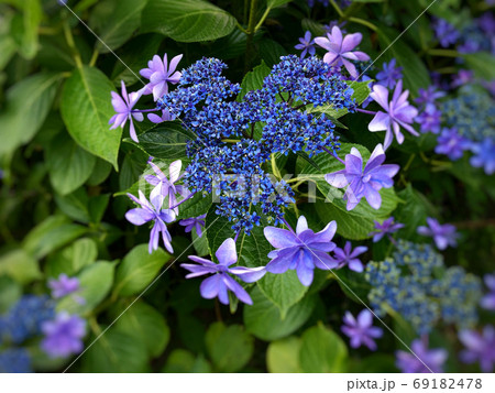 緑の葉っぱとハート形の紫色の紫陽花がある風景の写真素材