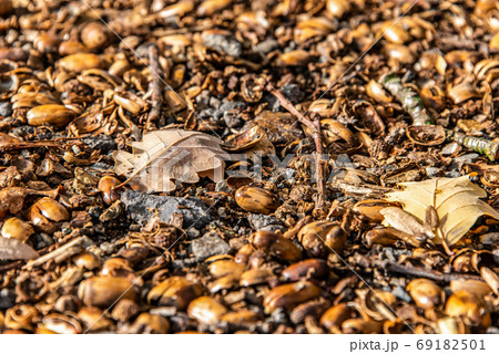 brown acorns on autumn leaves fall season background close up brown acorns on autumn leaves fall season background close up 69182501