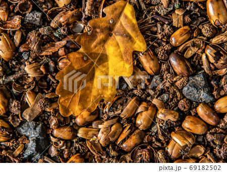 brown acorns on autumn leaves fall season background close up brown acorns on autumn leaves fall season background close up 69182502