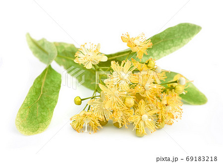 Linden flowers isolated on white backgrounds Linden flowers isolated on white backgrounds 69183218