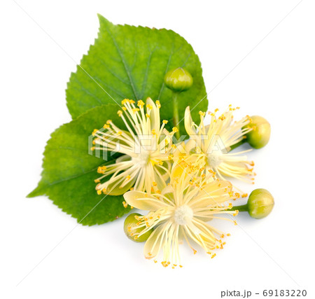Linden tree plant Linden tree plant 69183220