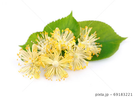 Linden flowers 69183221