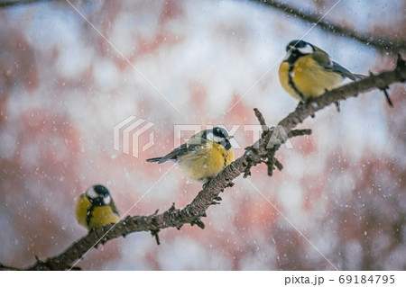 Titmouse on a snowy winter day Titmouse on a snowy winter day 69184795