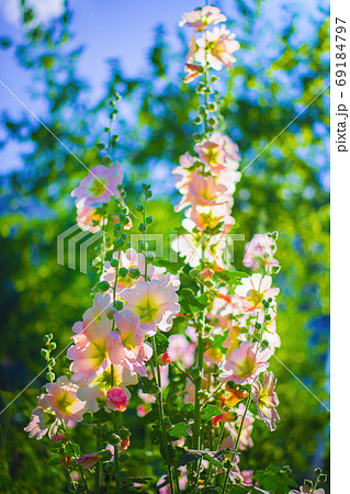 Bright crimson mallow flowers on a blurred 69184797
