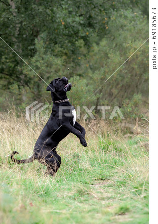 Big black cane corso active dog playing and jumping at nature Big black cane corso active dog playing and jumping at nature 69185673