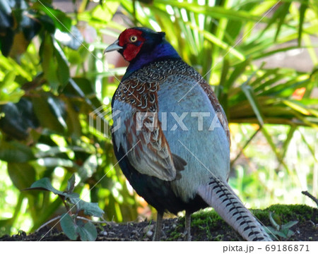 わが家の庭にキジが　　＃27 69186871