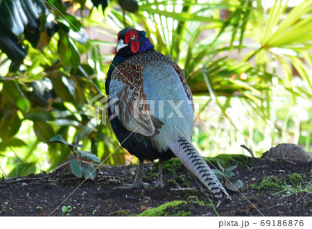 わが家の庭にキジが　　＃22 69186876