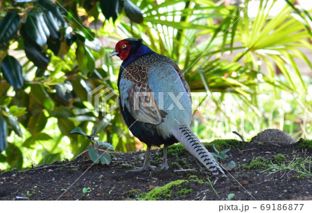 わが家の庭にキジが　　＃21 69186877