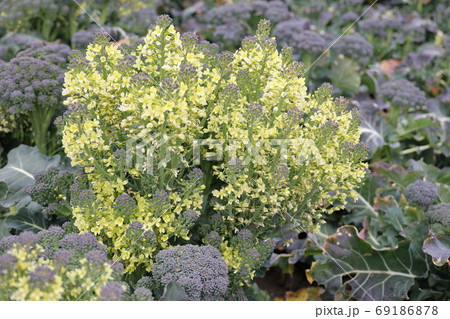 ブロッコリーの花 ブロッコリーの花 69186878