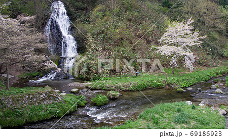 七滝と山桜　秋田県 69186923