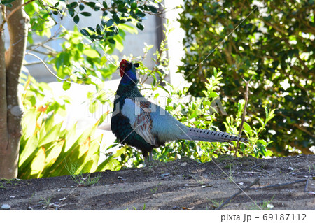 わが家の庭にキジが #32 わが家の庭にキジが #32 69187112