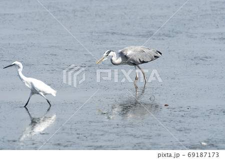 アオサギ アオサギ 69187173