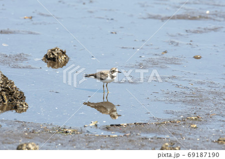 コチドリ 69187190