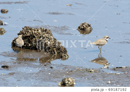 コチドリ 69187192