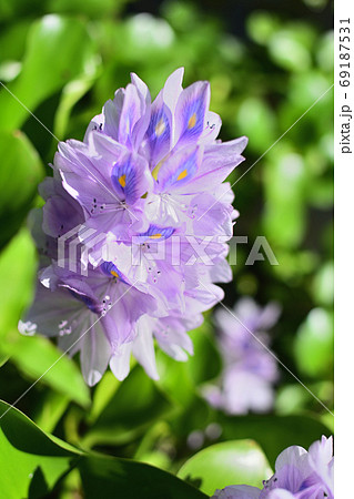 夏の水辺に咲く紫の花の写真素材