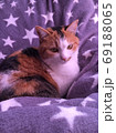 星に包まれた猫 69188065