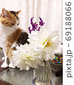 花と猫と 69188066