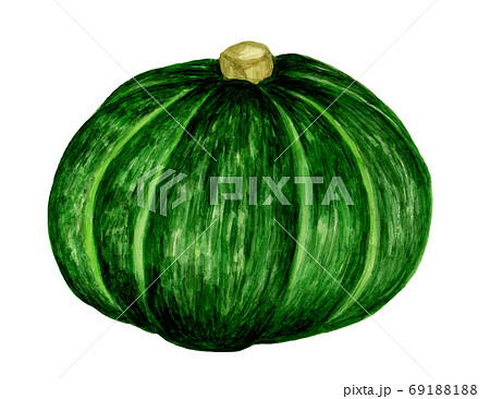 カボチャの水彩画のイラスト素材 [69188188] - PIXTA
