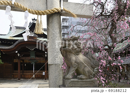 菅大臣神社　八重紅枝垂れ梅 69188212