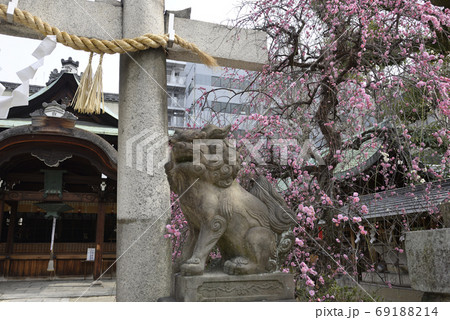 菅大臣神社 八重紅枝垂れ梅 菅大臣神社 八重紅枝垂れ梅 69188214