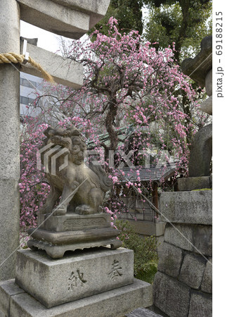 菅大臣神社　八重紅枝垂れ梅 69188215